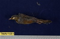 藏品(藪鳥)的圖片